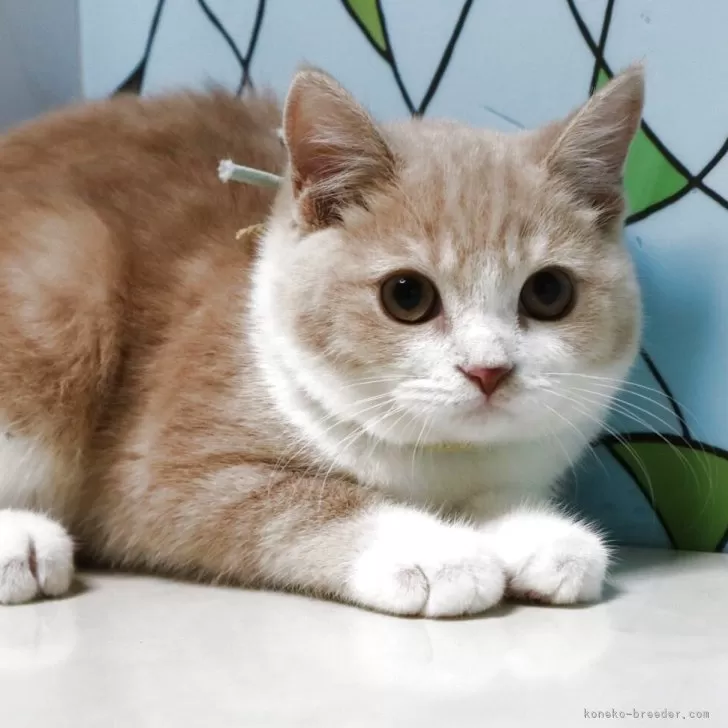 H.N 様のお迎えした子猫