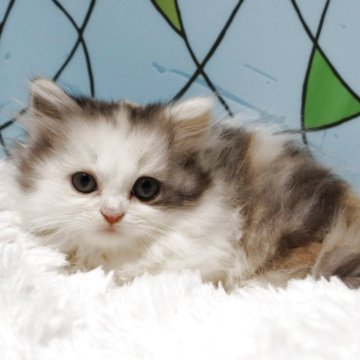 マンチカン(短足)【東京都・女の子・2025年9月30日・ダイリュートキャリコ】の写真「抱っこ好きな美人三姉妹です」