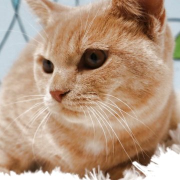 マンチカン(短足)【東京都・男の子・2025年5月1日・クリームタビー】の写真「短足のおとなしめな男の子です。」