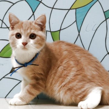 マンチカン(長足)【東京都・男の子・2025年6月10日・クリームタビー&ホワイト】の写真「イケメン4兄弟です」