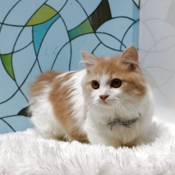 マンチカン(短足)【東京都・男の子・2025年6月10日・クリーム&ホワイト】の写真「イケメン4兄弟です」