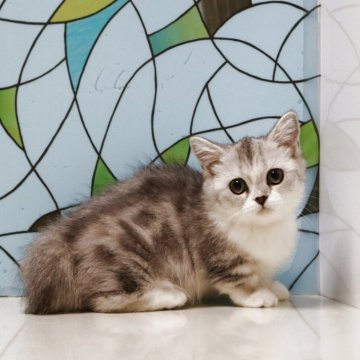 ミヌエット(短足)【東京都・女の子・2025年6月30日・シルバータビー&ホワイト】の写真「短足のミヌエットの女の子です。アイラインが可愛い♡」