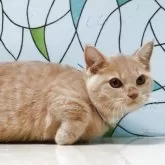 マンチカン(短足)