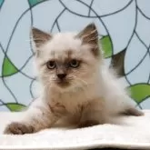 マンチカン(長足)【東京都・男の子・2025年8月19日・シールポイント】の写真1「レアなポイントカラーの男の子です。」