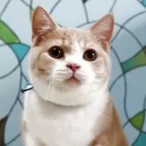 マンチカン(長足)