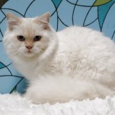 マンチカン(長足)