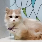 マンチカン(短足)【東京都・男の子・2025年6月10日・クリーム&ホワイト】の写真1「おとなしめの男の子です。」