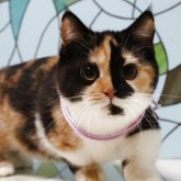 マンチカン(短足)