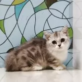 ミヌエット(短足)