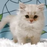 マンチカン(長足)