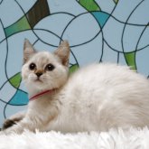 マンチカン(長足)