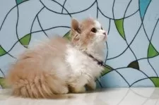 マンチカン(短足)【東京都・男の子・2025年6月10日・クリーム&ホワイト】の写真3