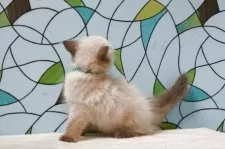 マンチカン(長足)【東京都・男の子・2025年8月19日・シールポイント】の写真4