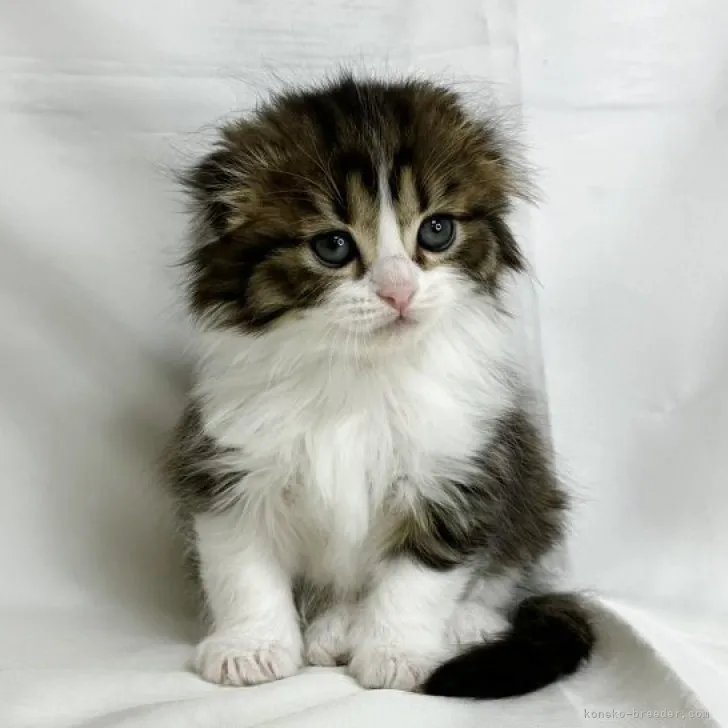 ID：2303-01367の子猫