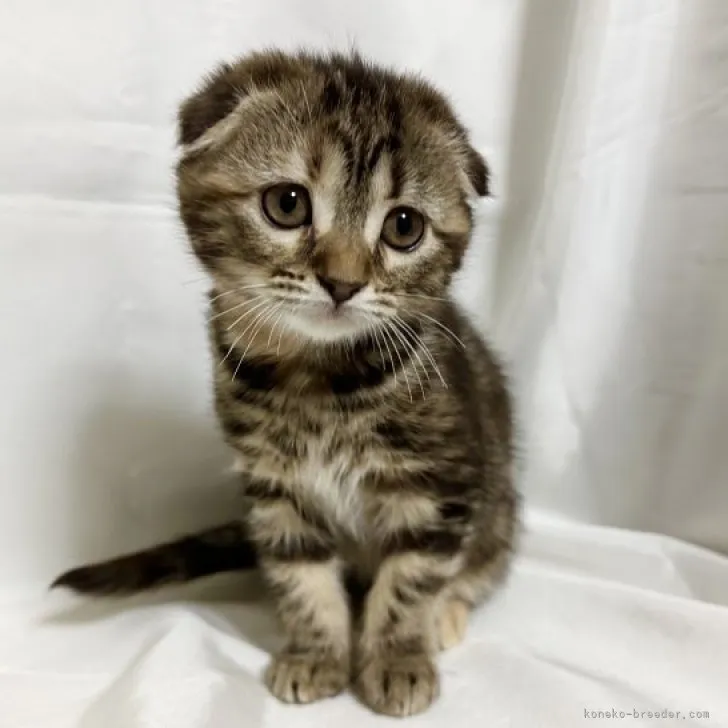 ID：2303-01371の子猫