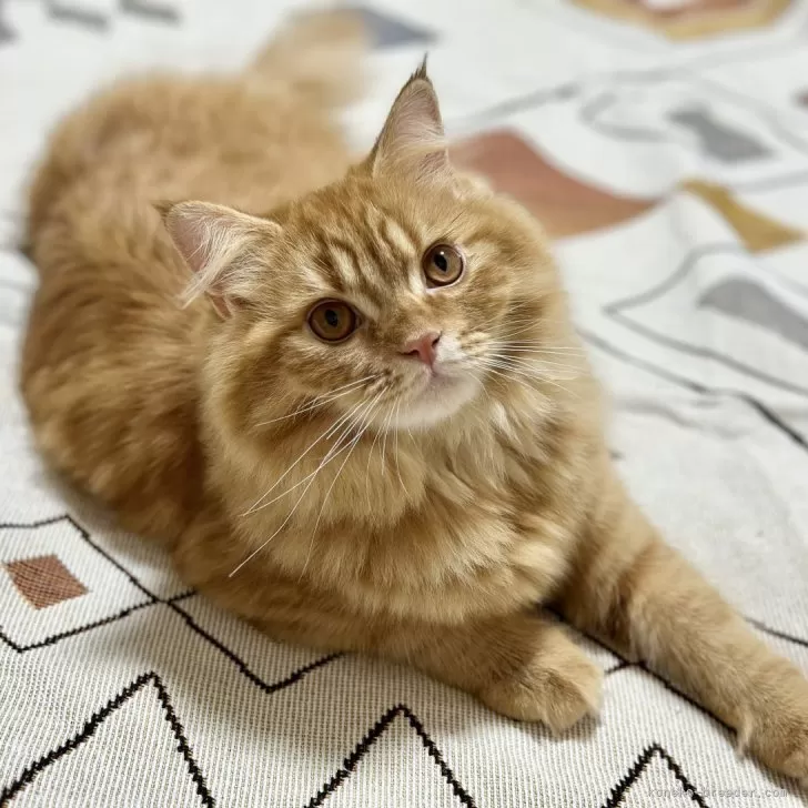 ID:2409-00213の子猫