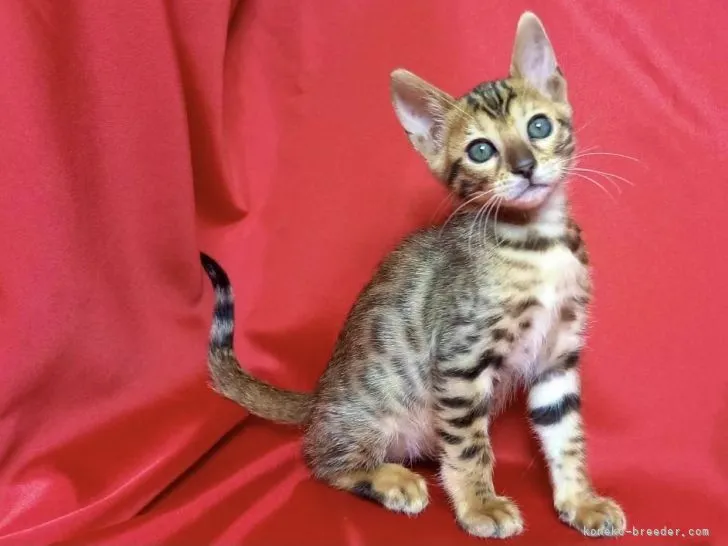 K.Ｉ 様のお迎えした子猫