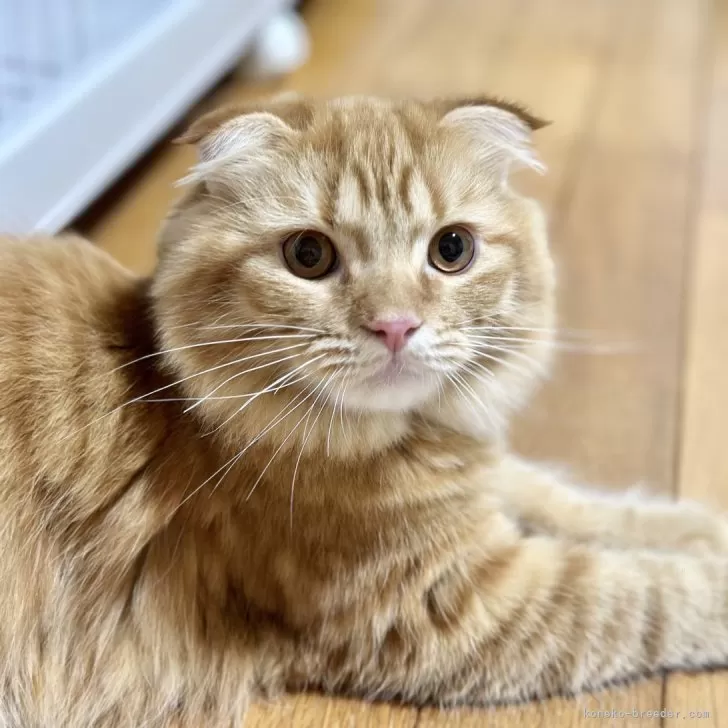 ID:2409-00212の子猫