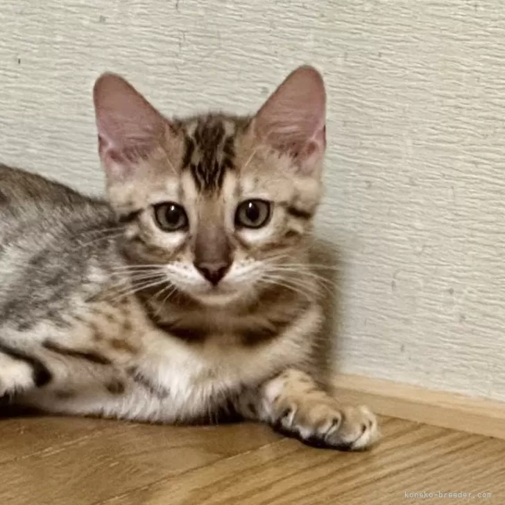 ID:2406-00015の子猫