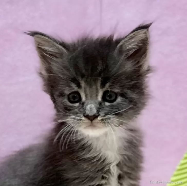 ID:2412-01515の子猫