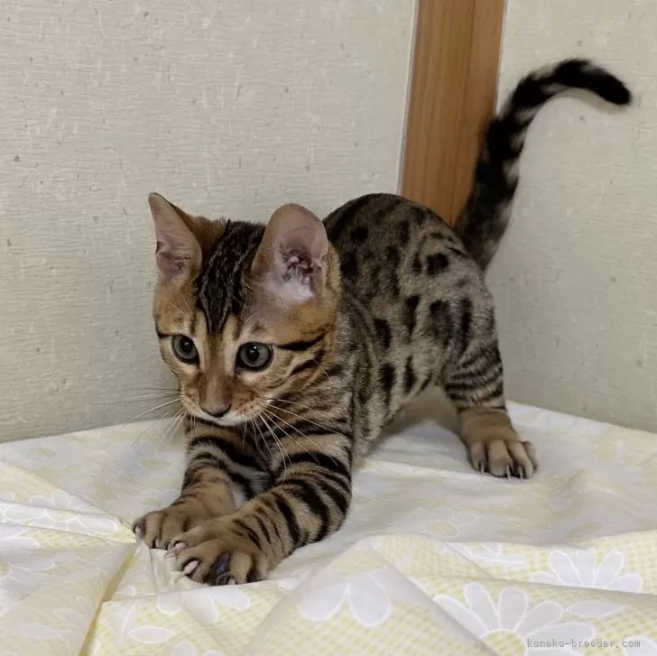 ID:2404-00204の子猫