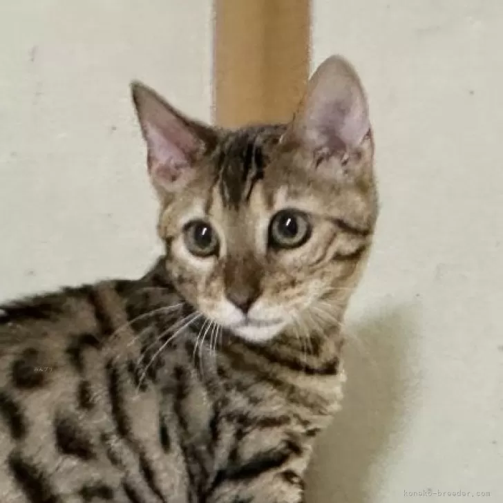 ID：2403-02655の子猫