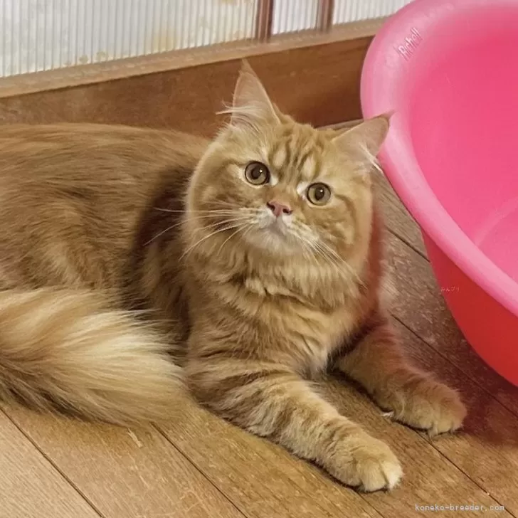 ID:2409-00211の子猫