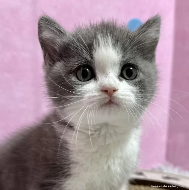 ID:2402-01694の子猫