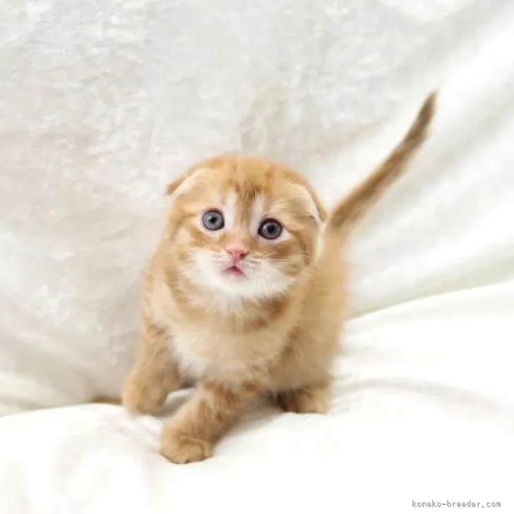 ID:2208-01141の子猫