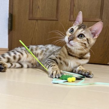 ベンガル【愛知県・女の子・2023年7月31日・ブラウンスポテッドタビー】の写真「とっても愛らしい！ベンガルの女の子！」