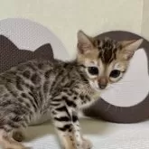 ベンガル【愛知県・女の子・2024年4月12日・ブラウンスポテッドタビー】の写真1