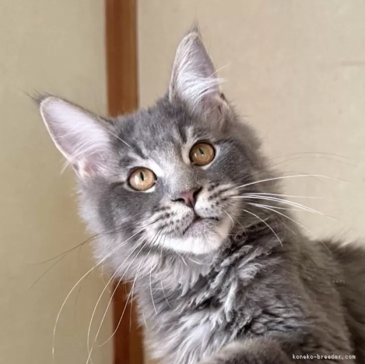 ID:2502-01039の子猫
