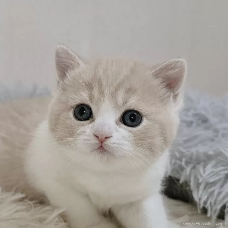 ココナッツ 様のお迎えした子猫