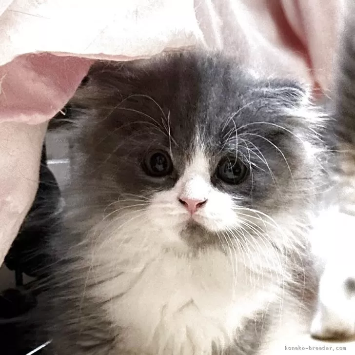 ID：2507-01288の子猫