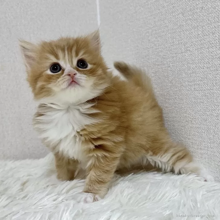 ゆみちゃん 様のお迎えした子猫