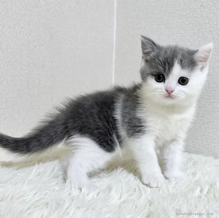 K 様のお迎えした子猫