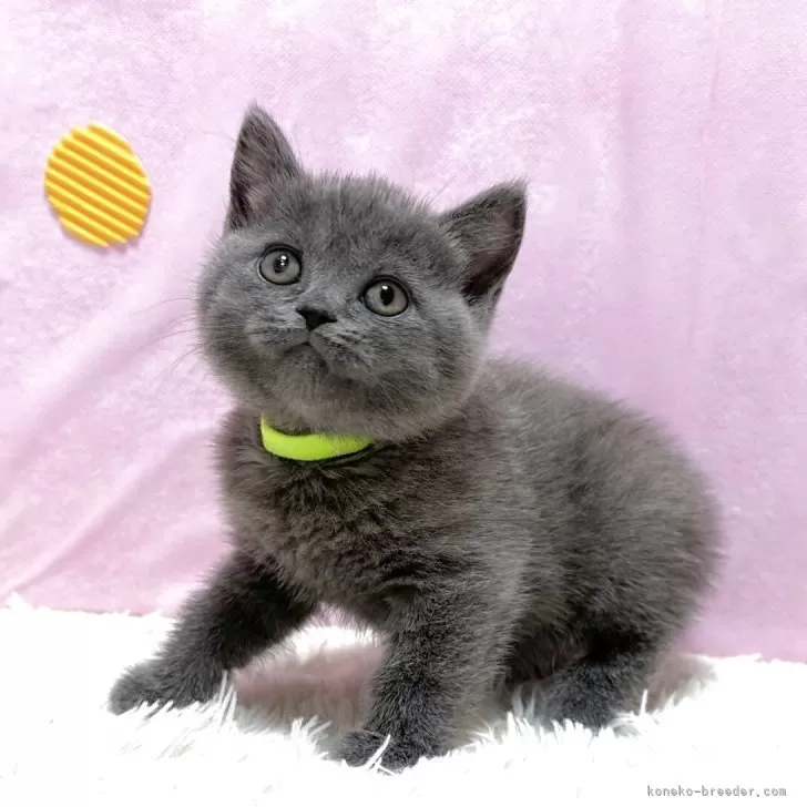 ID:2507-03336の子猫