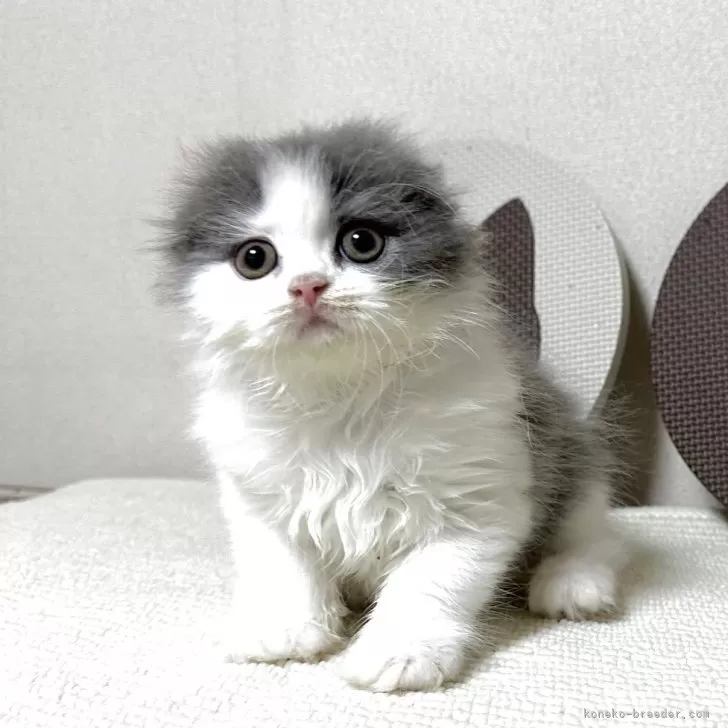 ID：2507-01290の子猫