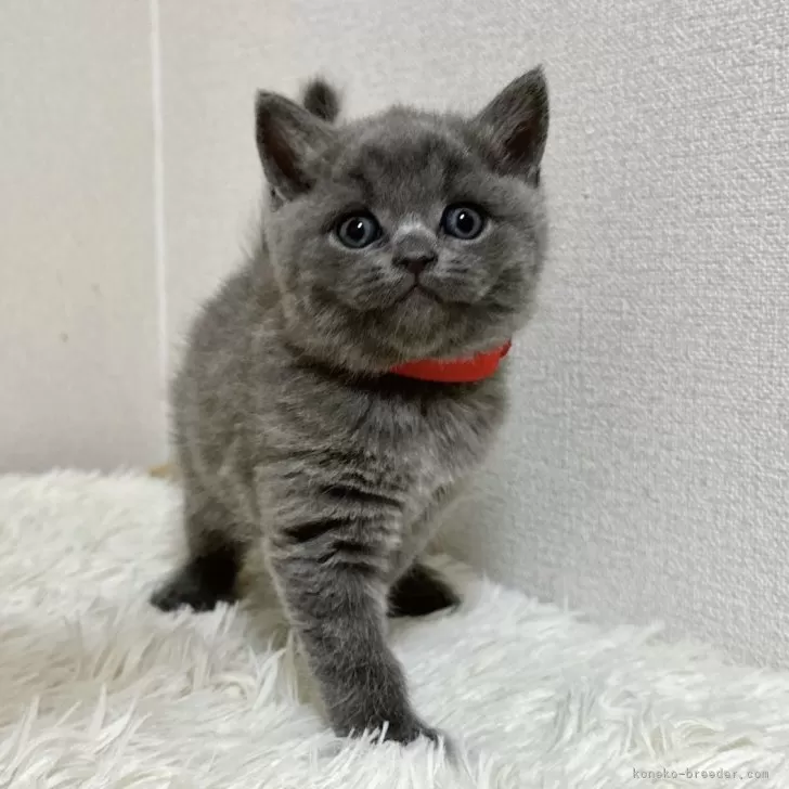 A.N 様のお迎えした子猫