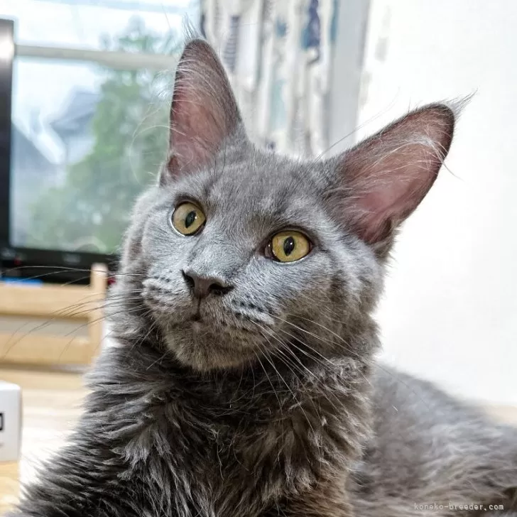 たま 様のお迎えした子猫