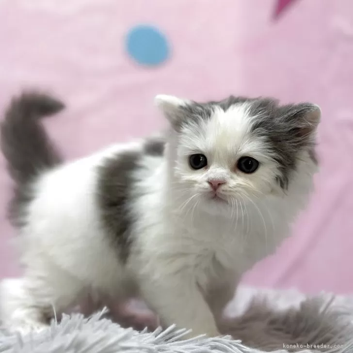 ID：2510-02923の子猫