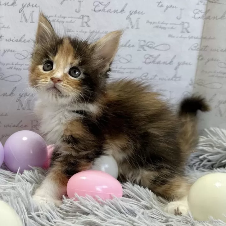 ID:2412-01518の子猫