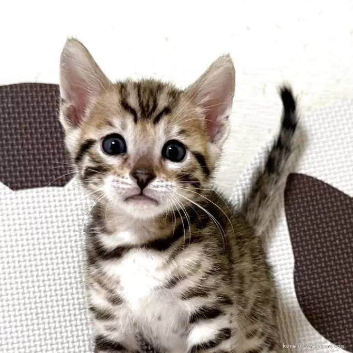 ID：2505-00256の子猫