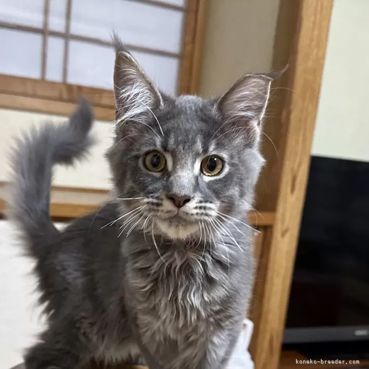 H.M 様のお迎えした子猫
