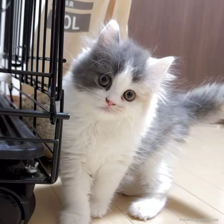 ID:2507-01285の子猫