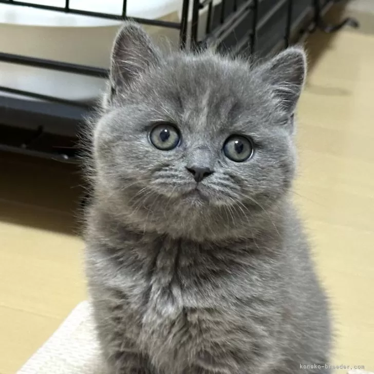 ID：2503-02986の子猫