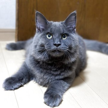 メインクーン【愛知県・男の子・2025年4月23日・ブルー】の写真「少し小ぶりなとっても元気な男の子！」