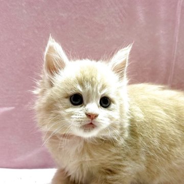 メインクーン【愛知県・女の子・2025年4月23日・クリームタビーアンドホワイト】の写真「とても愛らしいメインクーンの女の子！」