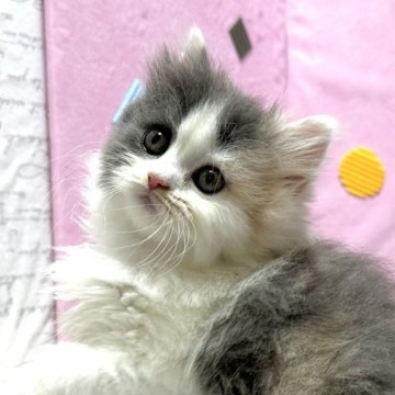 スコティッシュフォールド(立ち耳)【愛知県・女の子・2025年6月8日・ダイリュートキャリコ】の写真「ふわふわモコモコの可愛い女の子！」