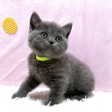 ブリティッシュショートヘア【愛知県・女の子・2025年6月17日・ブルー】の写真「マイペースな可愛い女の子！」